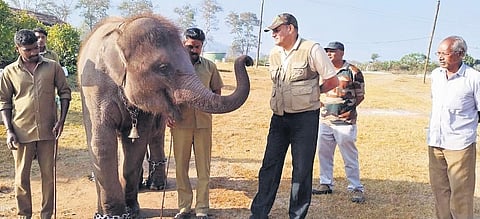 Elephant Bommi seen along with Chief Wildlife Warden Srinivas R Reddy at the Theppakadu elephant camp in Mudumalai Tiger Reserve | file photo