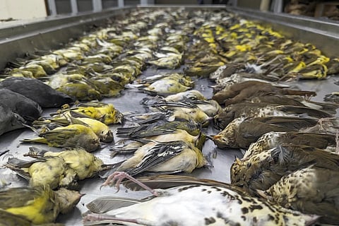 In this image provided by Chicago Field Museum, the bodies of the migarting birds are displayed, Thursday, October 5, 2023. (Photo | AP)