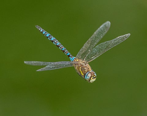 Representational image (Pexels)