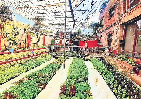 Greenhouse at the Singh residence. (Photo | Express)