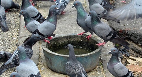 Keeping pests at bay: Pigeon plague