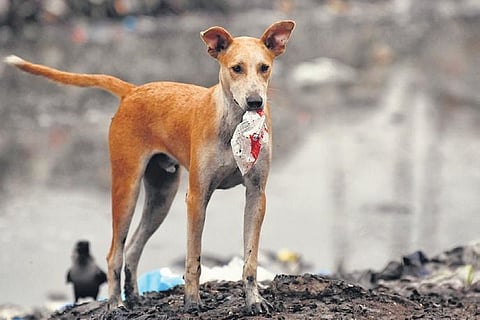 Picture credits: ANI