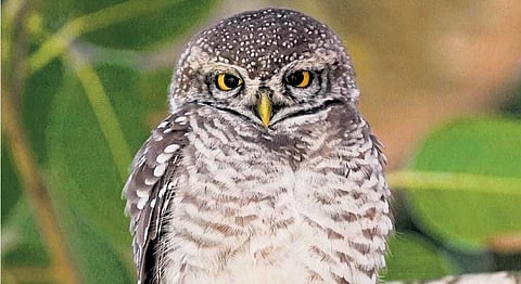 Security beefed up for protecting owls in Uttarakhand