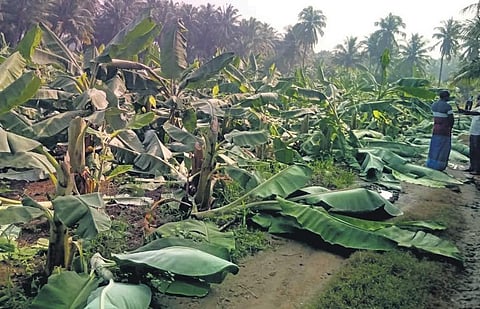 The incident happened on a five-acre farm at Jedarpalayam near Paramathivelur. (Photo | Express)