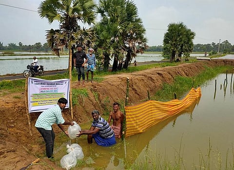 As part of their study, KVK stocked on around a thousand fingerlings of rohu (Labeo rohita) in a combined area of an acre spread over two farm ponds in Themangalam and Ottathattai villages.