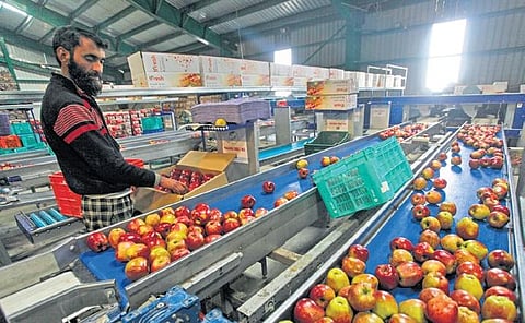 '...Increased shelf life means the growers could sell the products at their will and time': On Kashmir apple-growers