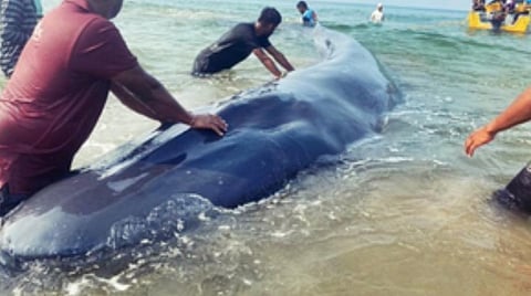 The whale calf, weighing nearly 4 tons, reached the coast on Monday (Photo | IANS Twitter)