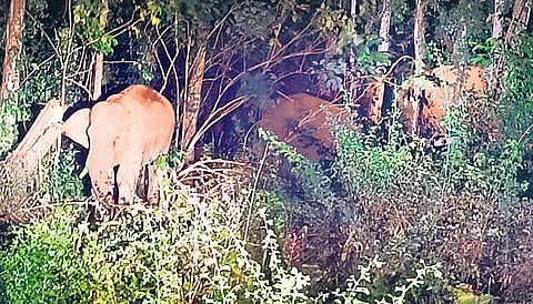 A herd of elephants in a farmland at Inchathotty in Kavalangad panchayat