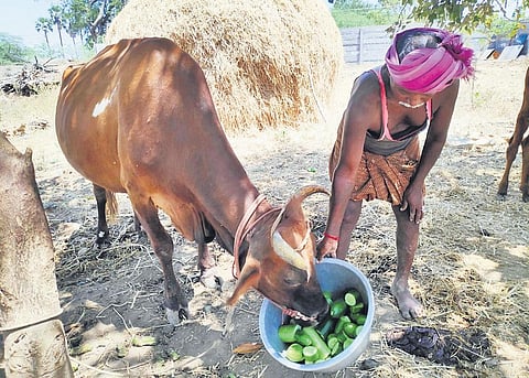 A total of 3,500 tonnes of fodder is planned to be produced on 25 acres over the next three years under the initiative | representative image