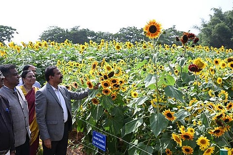Officials at a sunflower plot on GKVK campus on Wednesday | Nagaraja Gadekal