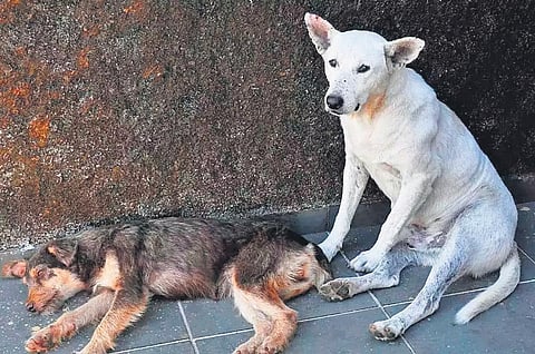 Image used for representational purpose.