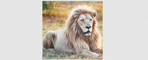 Representational Image.