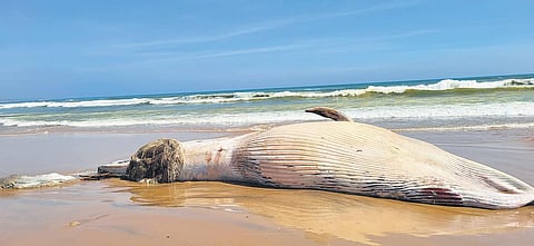 The carcass of Bryde’s whale washed ashore at Bhavanapadu Beach in      Srikakulam district on Friday. (Photo I Express)