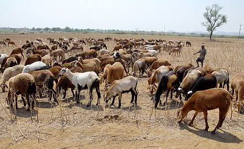 FILE - Image for representational purposes only. (Photo |A Suresh Kumar, EPS)