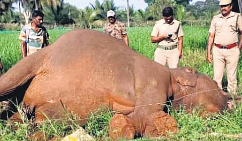 The carcass of the female elephant that was found dead in Erode district on Sunday.