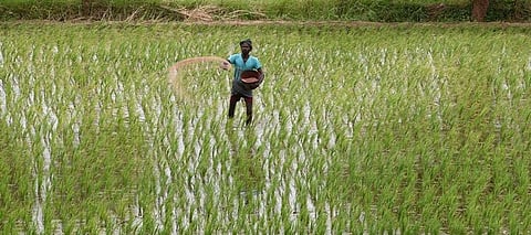 Paddy production rises five per cent despite three per cent drop in area under cultivation in Kerala
