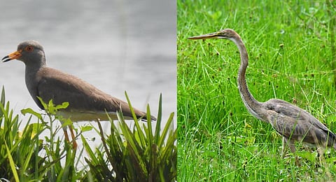 Survey: 79 bird species make wetlands near Tirurangadi their home