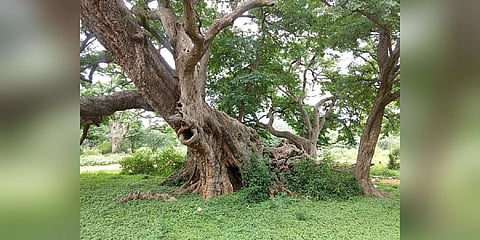 Nallur tamarind grove (Photo | Wikimedia Commons)