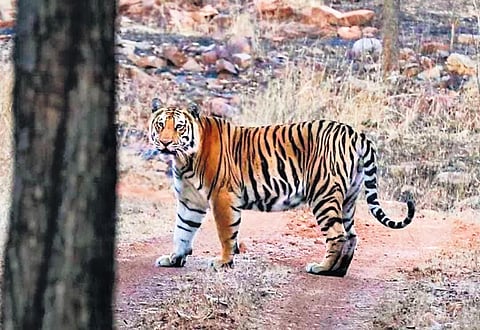 Uttarakhand lost 19 tigers in 10 months: Officials