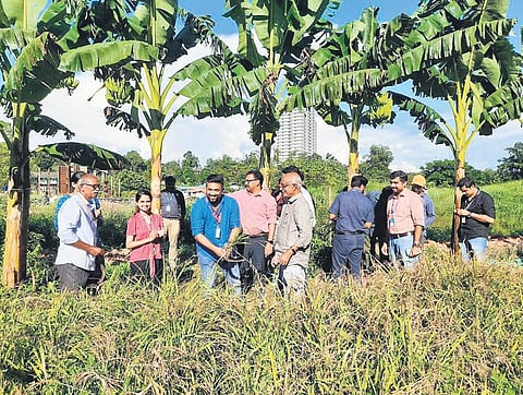 Harvesting of paddy cultivated by techies at UL CyberPark