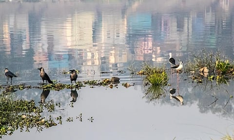 HC dismisses plea against ban on Chhath Puja on Yamuna banks in Delhi