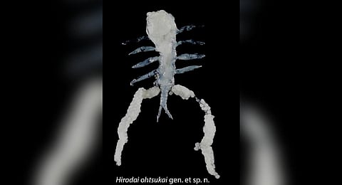 The newly discovered genus and species named Hirodai ohtsukai.