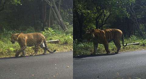 A wild Leopard and a wild Tiger photographed  taking a walk on the safari road. (Photo | Express)