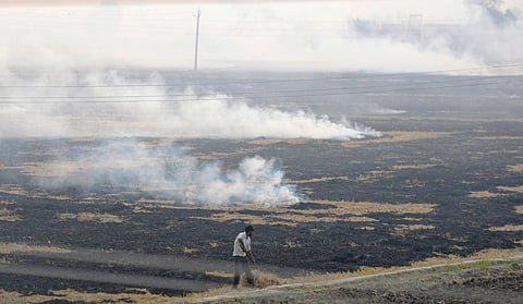 Farmers burn paddy stubble (parali) at a village in Kapurthala, Wednesday, Nov. 8, 2023. (Photo | PTI)
