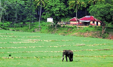 A wild elephant spotted roaming around