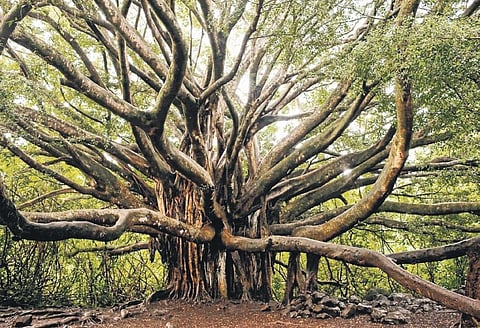 Epics for children: The divine gift called trees