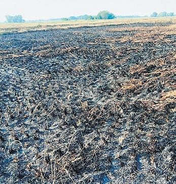Paddy fields reduced to ashes | Express