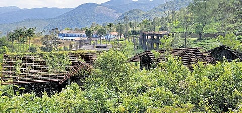 Wild bushes take over the buildings constructed as part of the plantation tourism project at Ponmudy Tea Estate |  B P Deepu