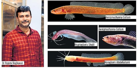 Freshwater fish make up more than half of the world’s known fish species. A nearly incomprehensible diversity given that freshwater ecosystems comprise only 1 per cent of aquatic habitat.