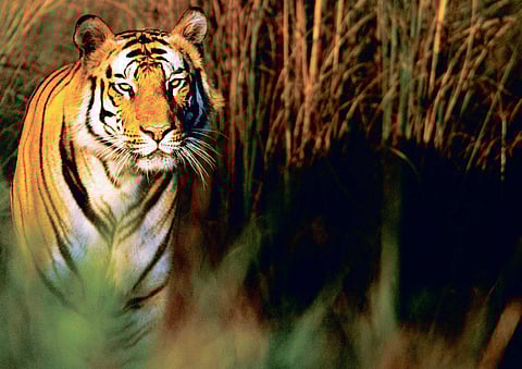 Tech with camera traps to alert villagers of roaming tigers