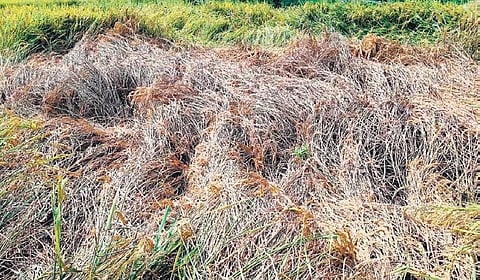 Paddy crops damaged. (Photo | Express)