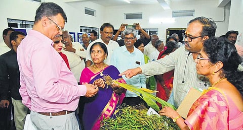 Members of the Central team interacting with farmers and examining the  damaged crop in Bapatla district on Wednesday I EXPRESS
