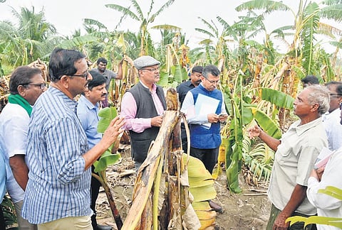 The inter-ministerial Central team inspects a damaged banana plantation in Nellore  district on Thursday I Express