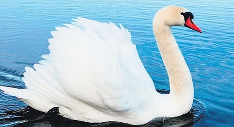 Epics for children: Birds of divine feather