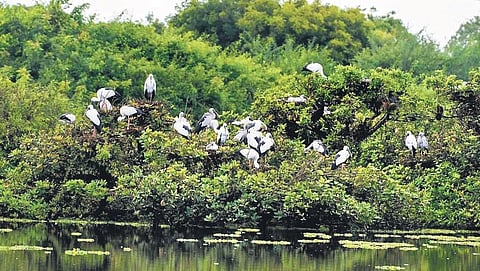 Pulicat Lake Bird Sanctuary in Sullurpeta division of Tirupati district | Express