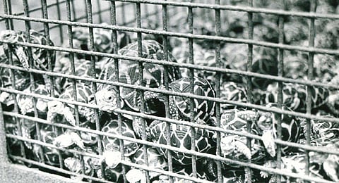 Struggle for conservation of endangered Gangetic turtles 