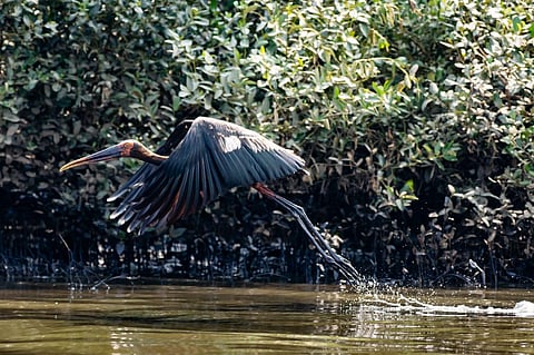 The local fishermen said around 60 pelicans had died during the initial few days of oil spill. (Photo | Shantanu Krishnan, EPS)