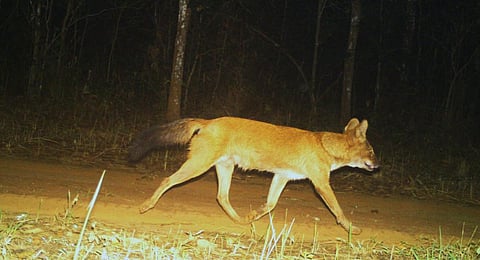 In a major boost to wildlife conservation in Similipal, Dhole (a wild dog species) has reappeared in the tiger reserve nearly after three decades.