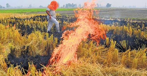 Stubble burning down in Punjab & Haryana