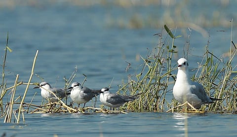 New species of birds sighted this year at the Hirakud Dam Reservoir