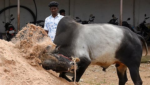 A bull being trained for jallikattu at Mandaiyur near Tiruchy, on Tuesday | MK ASHOK KUMAR
