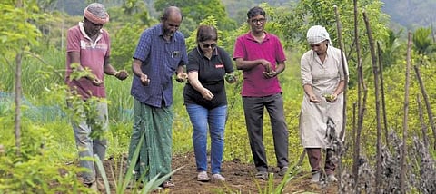 Kanthalloor returns to millet farming