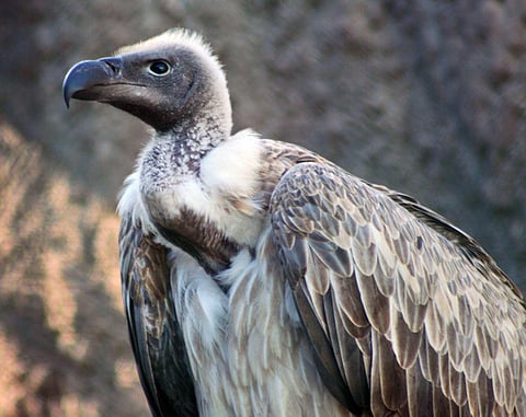 Centre & state reply sought on PIL on vulture conservation