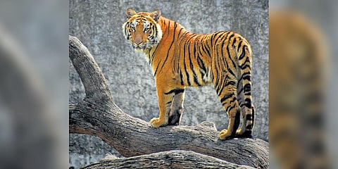 For representational purposes