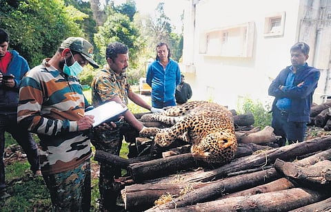 https://media.newindianexpress.com/TNIE%2Fimport%2F2023%2F12%2F23%2Foriginal%2FFemale_leopard_caught.jpg?auto=format%2Ccompress&fit=max&w=480