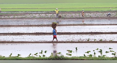 Following the release of water from Vaigai dam, Farmers are seen working on paddy field during second crop of paddy in an agricultural land in Andarkottaram near Madurai. (Photo |K.K.Sundar, EPS)